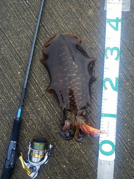 アオリイカまだ釣れます