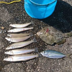 オキアミでキス