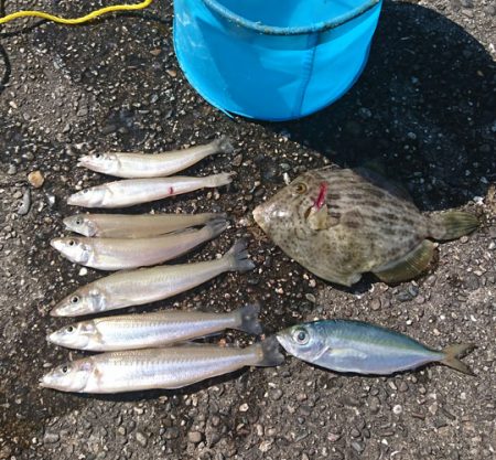 オキアミでキス