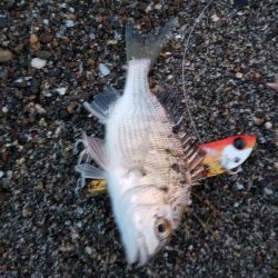 久しぶりのマゴチ