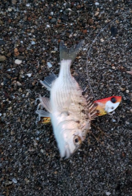 久しぶりのマゴチ