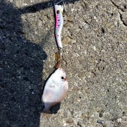 増水後の紀ノ川調査。写真はさば折り失敗…