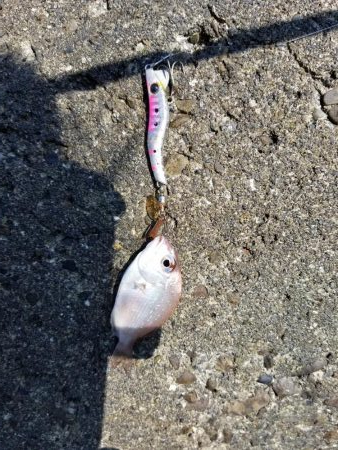 増水後の紀ノ川調査。写真はさば折り失敗…