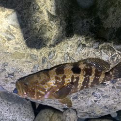 アコウ入れ食い