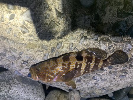 アコウ入れ食い