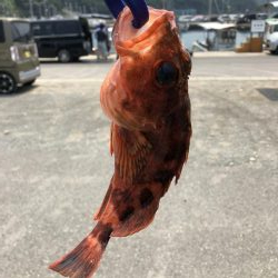 泉州丸さんで五目