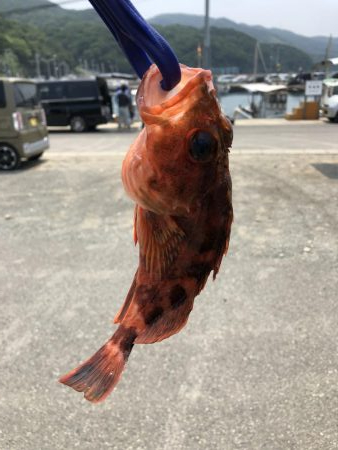 泉州丸さんで五目