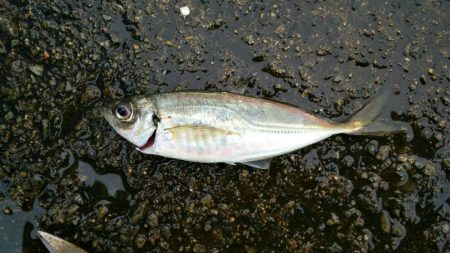 南港魚つり園護岸でモンスター