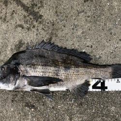 イチノ兄弟、釣果！