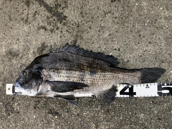 イチノ兄弟、釣果！