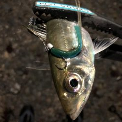 癒しのアジング