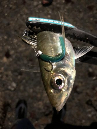 癒しのアジング