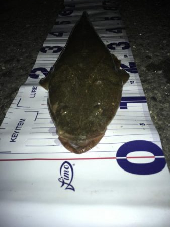 マゴチとセイゴ