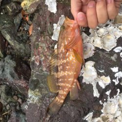 アコウが口から吐き出した物に蟻が集ってた