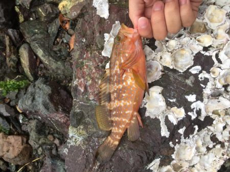 アコウが口から吐き出した物に蟻が集ってた