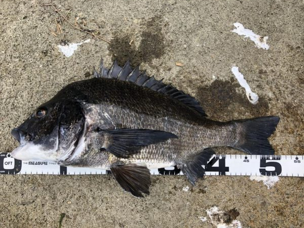 イチノ兄弟、釣果!!