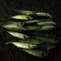 マメージングである