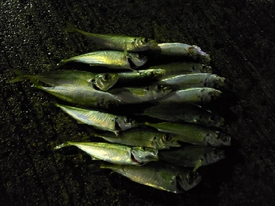 マメージングである