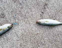 ライトショアジギング