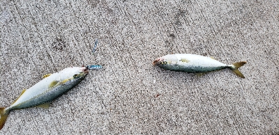 ライトショアジギング