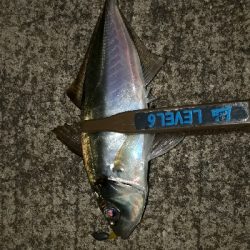 ときよりの25越えのアジにびっくり