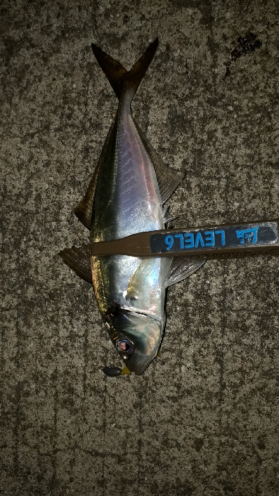 ときよりの25越えのアジにびっくり