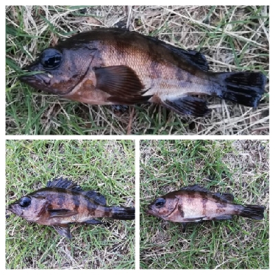 アジンガー1810〜1930