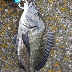 落としこみ、初の44cm!