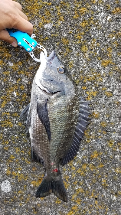 落としこみ、初の44cm!