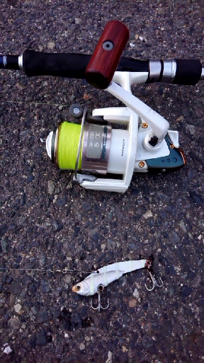 久々のシーバス♪