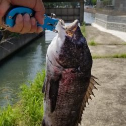 今日も落としこみ