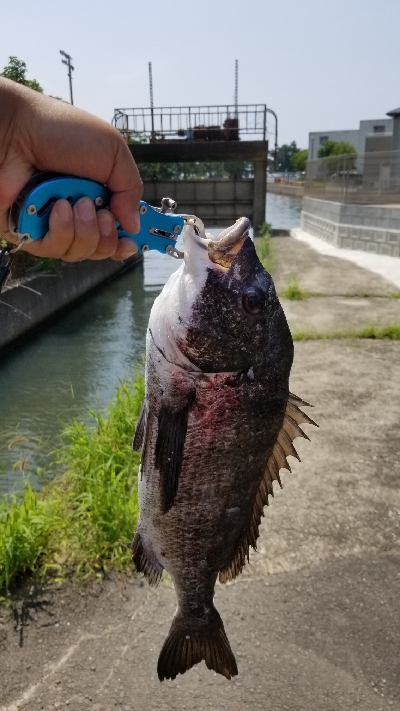 今日も落としこみ