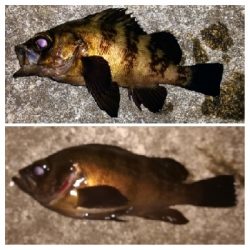 アジンガー1905〜2140