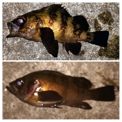 アジンガー1905〜2140