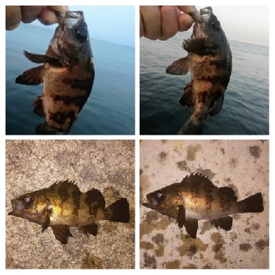 アジンガー1818〜2125