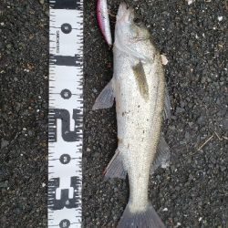 アコウを狙いに