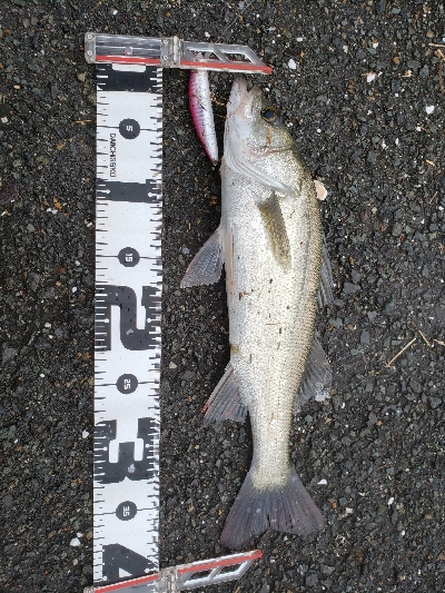 アコウを狙いに