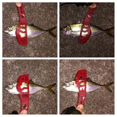 アジンガー1910〜2025