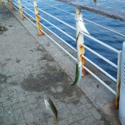 シーサイドコスモ ツバス