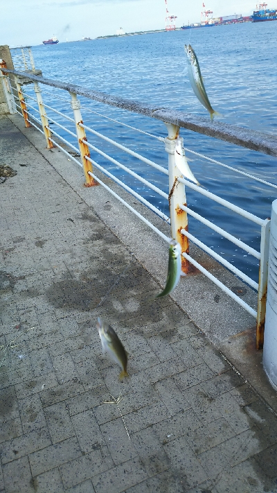 シーサイドコスモ ツバス