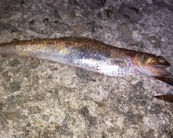 泳がせでそれなりの成果に