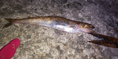 泳がせでそれなりの成果に