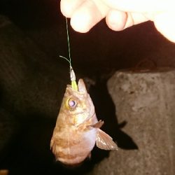 アジングがようやく成立