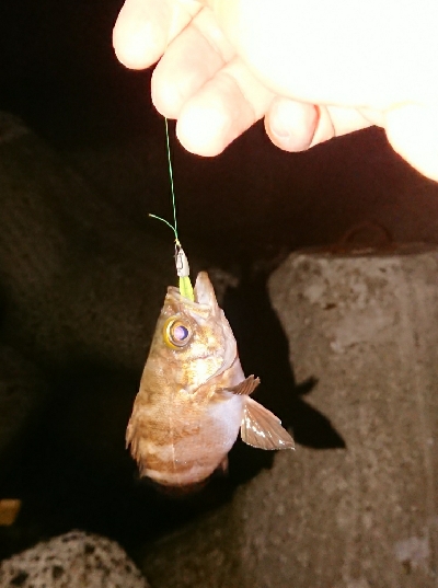 アジングがようやく成立