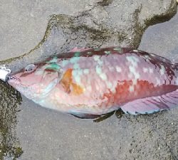 ベラのイベント