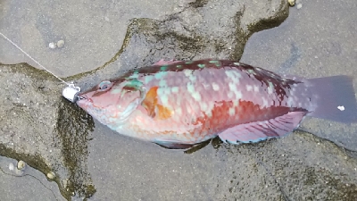 ベラのイベント