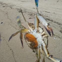 青物はどこに？