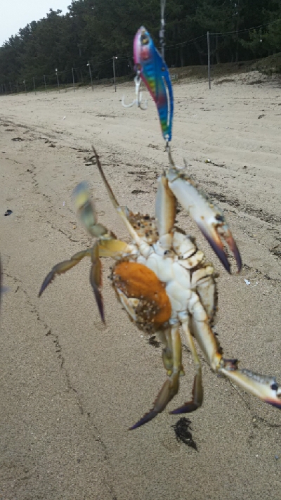 青物はどこに？