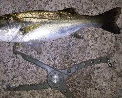 渋渋アジング。