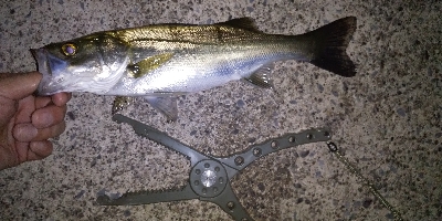 渋渋アジング。